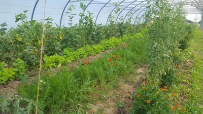 Image / illustration